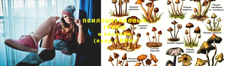 кракен вход  Ивантеевка  Псилоцибиновые грибы Psilocybine cubensis  цена наркотик 